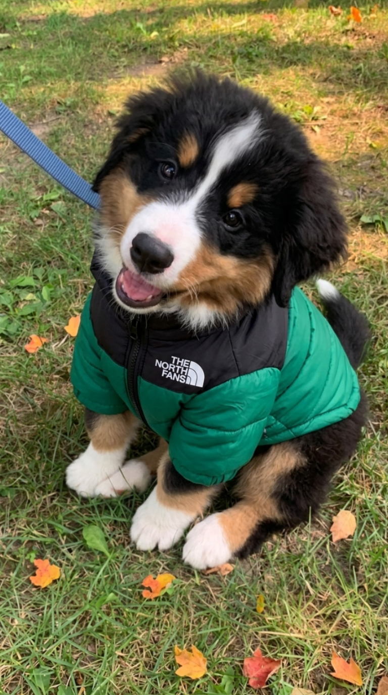 Customer dog wearing a jacket